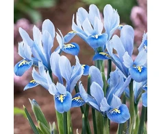 Tinklinis vilkdalgis 'Alida’, 15 vnt.