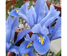 Tinklinis vilkdalgis 'Alida’, 15 vnt.