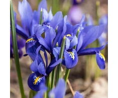 Tinklinis vilkdalgis ‘Harmony’, 15 vnt.