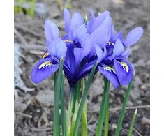 Tinklinis vilkdalgis ‘Harmony’, 5 vnt.