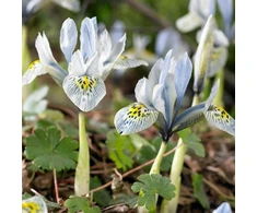 Tinklinis vilkdalgis ‘Katharine Hodgkin’, 5 vnt.