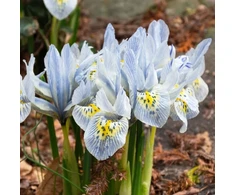 Tinklinis vilkdalgis ‘Katharine Hodgkin’, 15 vnt.