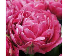 Tulpė 'Amazing Grace' , 15 vnt.