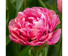 Tulpė 'Amazing Grace' , 50 vnt.