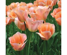 Tulpė 'Apricot Beauty', 15 vnt.