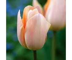 Tulpė 'Apricot Beauty', 50 vnt.