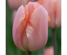 Tulpė 'Apricot Beauty', 50 vnt.