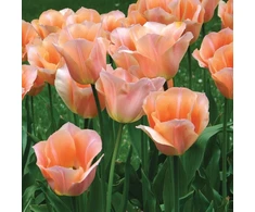 Tulpė 'Apricot Beauty', 50 vnt.