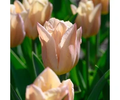 Tulpė ‘Apricot Copex', 15 vnt.