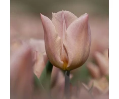 Tulpė ‘Apricot Copex', 5 vnt.