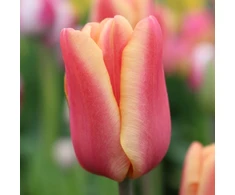 Tulpė ‘Apricot Foxx , 15 vnt.