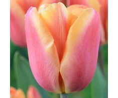 Tulpė ‘Apricot Foxx , 5 vnt.