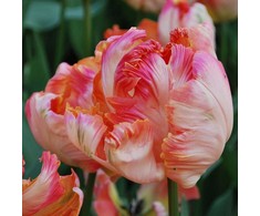 Tulpė 'Apricot parrot', 5 vnt.