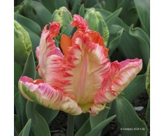 Tulpė 'Apricot parrot', 5 vnt.