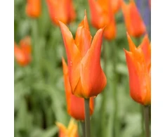 Tulpė ‘Ballerina’ , 5 vnt.