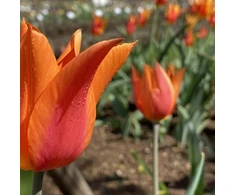 Tulpė ‘Ballerina’ , 5 vnt.