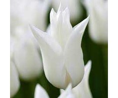 Tulpė 'White Triumphator', 5 vnt.