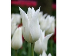 Tulpė 'White Triumphator', 5 vnt.
