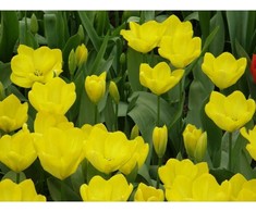 Tulpė 'Yellow Purissima', 5 vnt.