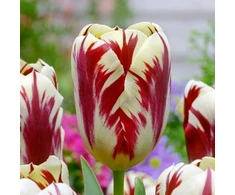 Tulpė ‘Grand Perfection’, 15 vnt.