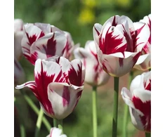 Tulpė ‘Grand Perfection’, 15 vnt.