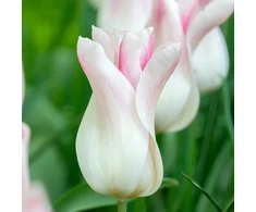 Tulpė ‘Holland Chic’ , 15 vnt.