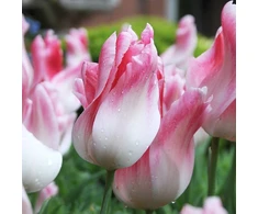 Tulpė ‘Holland Chic’ , 15 vnt.