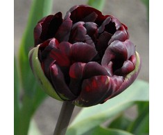 Tulpė 'Palmyra', 5 vnt.