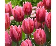 Tulpė ‘Pretty Princess’, 15 vnt.