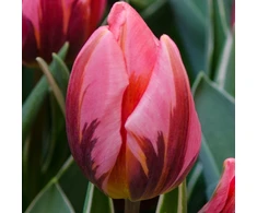 Tulpė ‘Pretty Princess’ , 5 vnt.