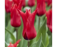 Tulpė ‘Pretty Woman’ , 5 vnt.