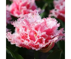 Tulpė 'Queensland', 50 vnt.