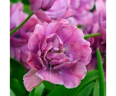 Tulpė ‘Rosy Diamond’,15 vnt.
