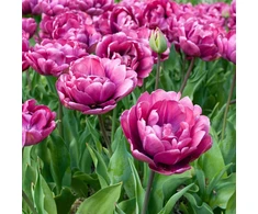 Tulpė ‘Rosy Diamond’,15 vnt.