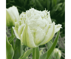 Tulpė 'Snow Crystal', 15 vnt.