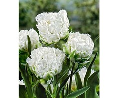 Tulpė 'Snow Crystal', 5 vnt.