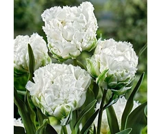 Tulpė 'Snow Crystal', 50 vnt.
