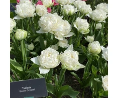 Tulpė 'Snow Crystal', 50 vnt.
