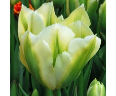Tulpė ‘Spring Žalias’, 15 vnt.