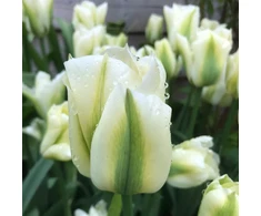 Tulpė ‘Spring Žalias’, 5 vnt.