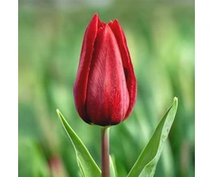 Tulpė ‘Strong Love’, 15 vnt.