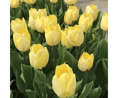 Tulpė 'Sunny Prince' , 15 vnt.