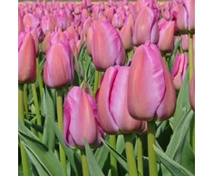 Tulpė ‘Violetinė Pride’, 50 vnt.