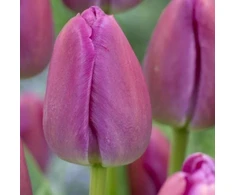 Tulpė ‘Violetinė Pride’, 50 vnt.