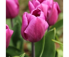 Tulpė 'Violetinė Prince', 100 vnt.