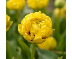 Tulpių svogūnėliai 'Yellow Pomponette', 5 vnt.