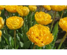 Tulpių svogūnėliai 'Yellow Pomponette', 15 vnt.
