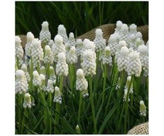 Žydrė aucheri 'White magic' 50 vnt.