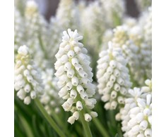 Žydrė aucheri 'White magic' 50 vnt.