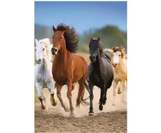 A/4 dydžio elastinis aplankas „Horses Freedom“